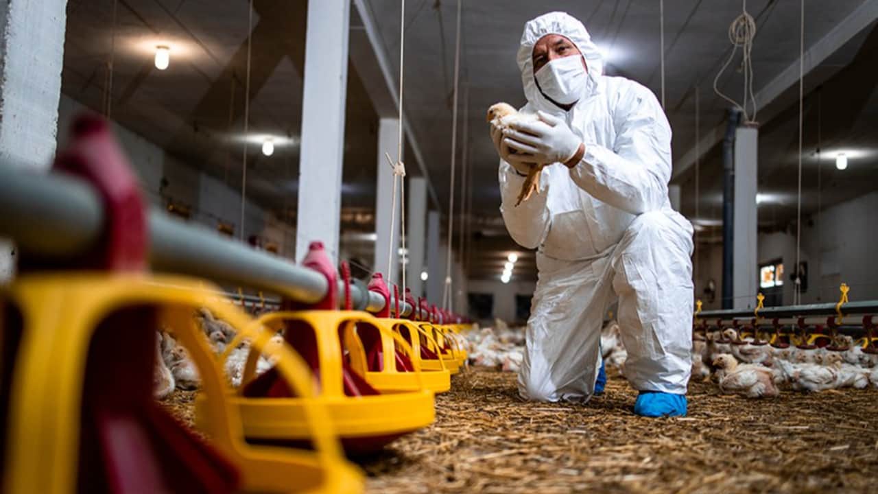 Gripe aviária requer cuidados redobrados com avicultura no Brasil.