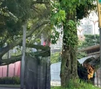 Imagem - Árvore cai próximo à estação do BRT em São Brás e dificulta circulação de ônibus