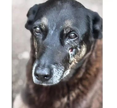 Imagem - MP de Santa Catarina diz que cão Orelha não foi morto por adolescentes