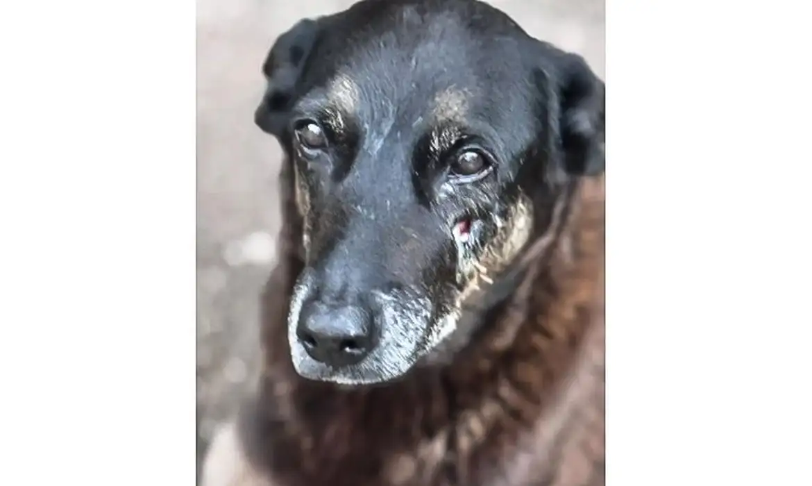 (Cão Orelha)