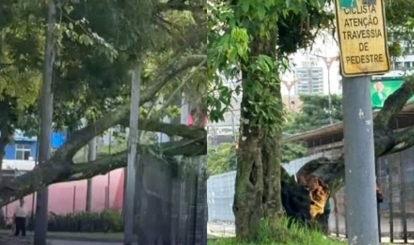 Os galhos ficaram espalhados pela pista e acabaram comprometendo o acesso dos ônibus à plataforma de embarque pelo lado esquerdo da estação

