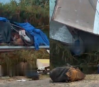 Imagem - Colisão entre ônibus e caminhão deixa animais mortos e passageiros feridos no Pará