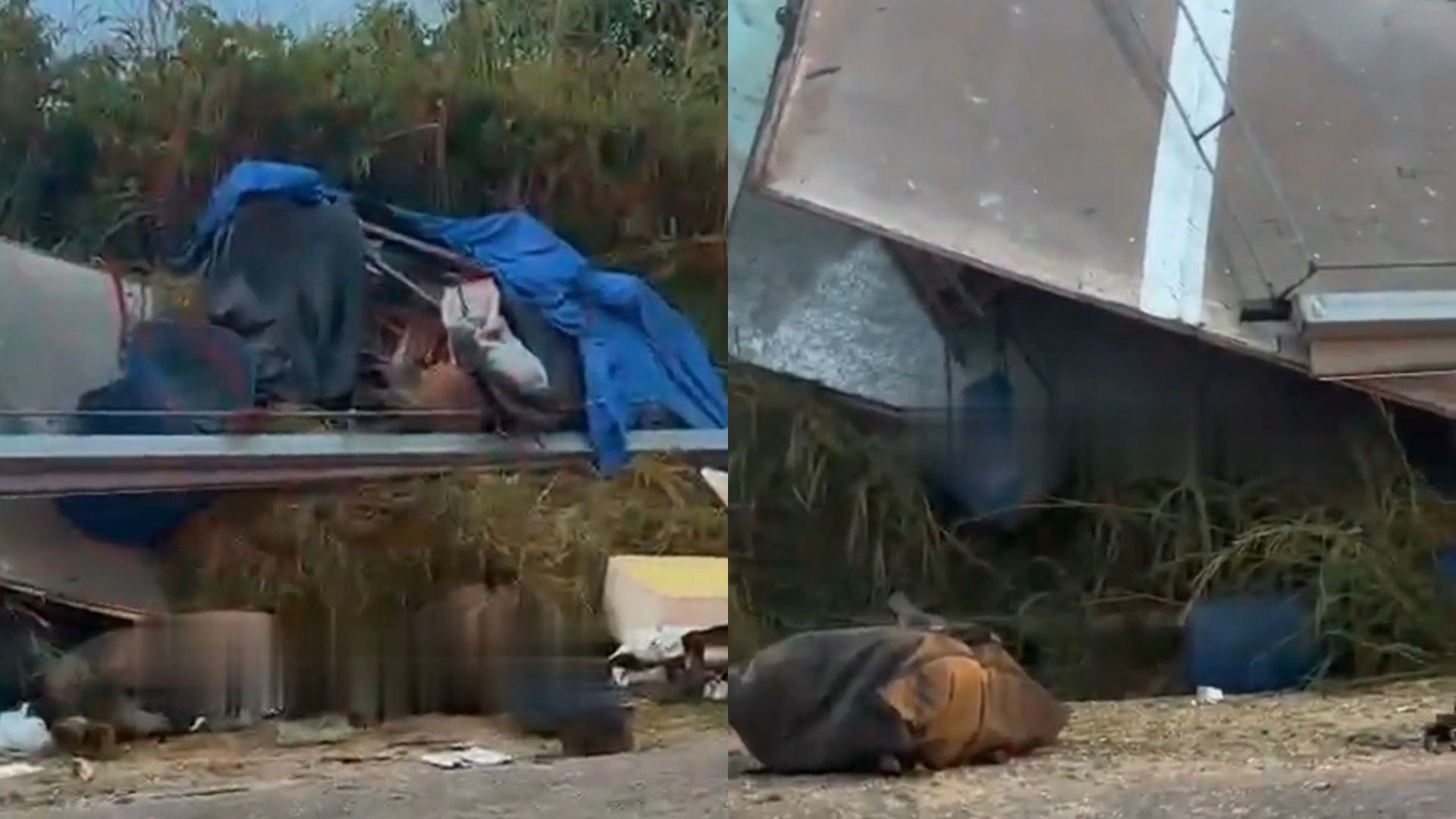 Colisão entre ônibus e caminhão deixa animais mortos e passageiros feridos no Pará 
