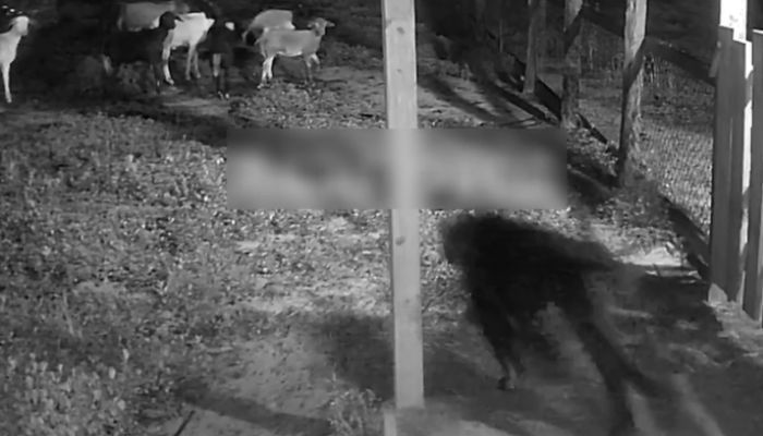 Onça mata porcos e assusta moradores em área rural de Portel, no Marajó