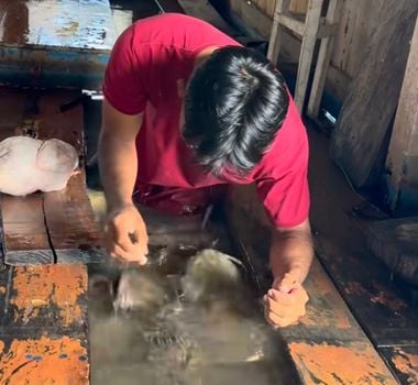 Imagem - Amazonense divide refeição com peixes da espécie bacú e vídeo viraliza nas redes sociais; veja