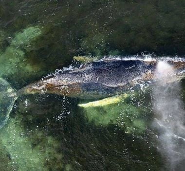 Imagem - Baleia 'Timmy' morre após encalhe e mobilizar grande operação de resgate na Alemanha
