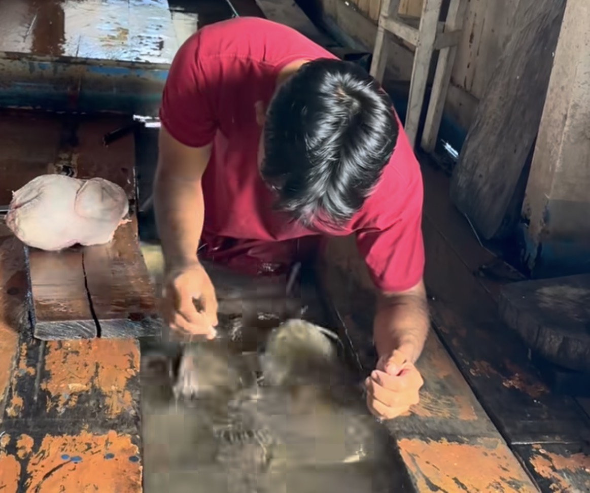 Amazonense divide refeição com peixes da espécie bacú e vídeo repercute nas redes sociais
