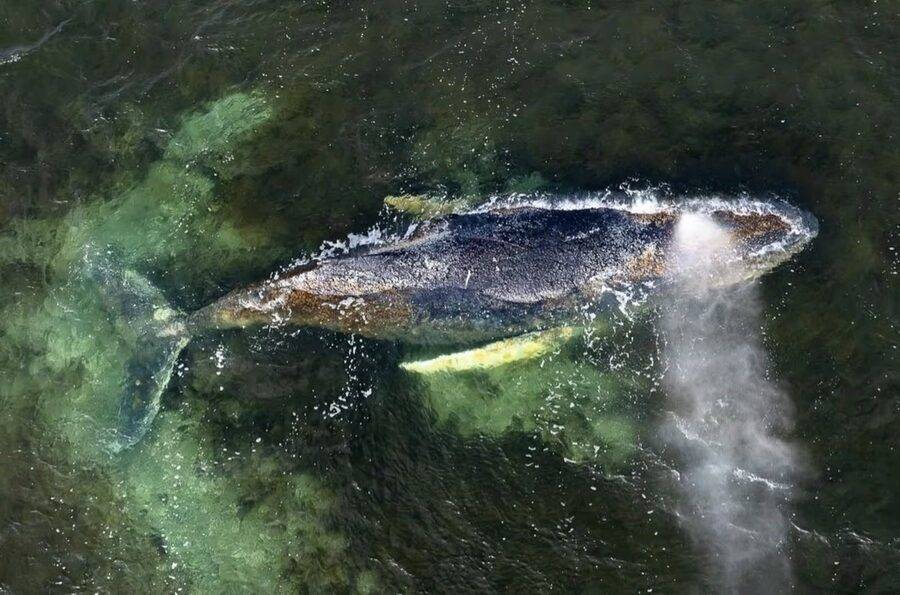 Animal foi encontrado morto perto da Dinamarca meses após ficar preso no Mar Báltico e gerar debate entre especialistas