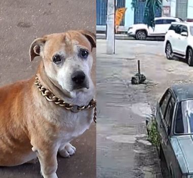 Imagem - Vídeo: Cachorro é atropelado e morto na Cidade Velha; moradores pedem ajuda para identificar motorista
