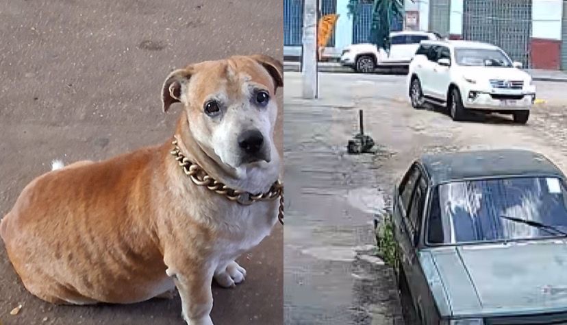 Imagens de câmera de segurança mostram o momento do atropelamento do animal

