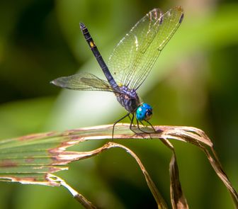 Imagem - Museu Goeldi chama comunidade para mutirão de mapeamento da biodiversidade