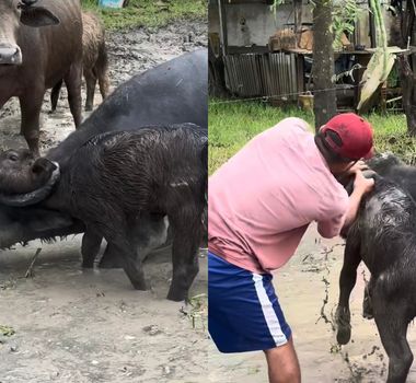Imagem - Homem ajuda filhote de búfalo preso em chifre de outro animal viraliza no Marajó