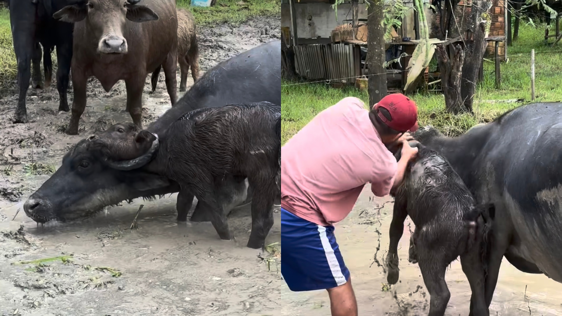 Momento em que o animal é socorrido.