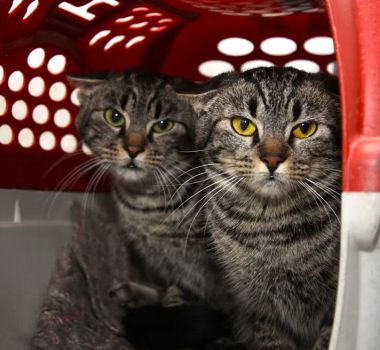Imagem - Belém terá mutirão de castração de gatos gratuita; veja onde e quando;