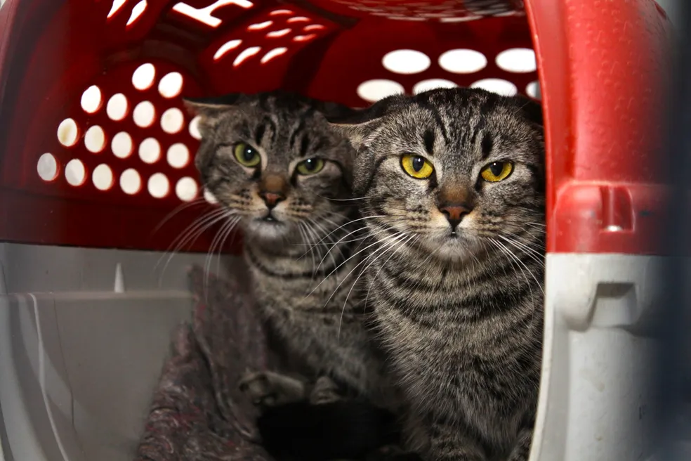 Belém terá mutirão de castração de gatos gratuita; veja onde e quando;