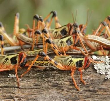 Imagem - Agricultores denunciam infestação de gafanhotos em plantação de mandioca em Portel