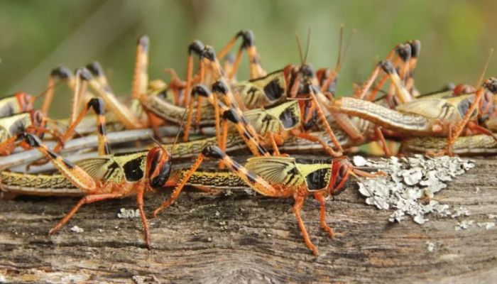 Agricultores denunciam infestação de gafanhotos em plantação de mandioca em Portel