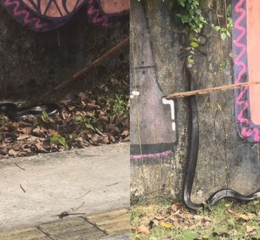 Imagem - Ciclista encontra sucuri em área de mata da Marinha, em Belém