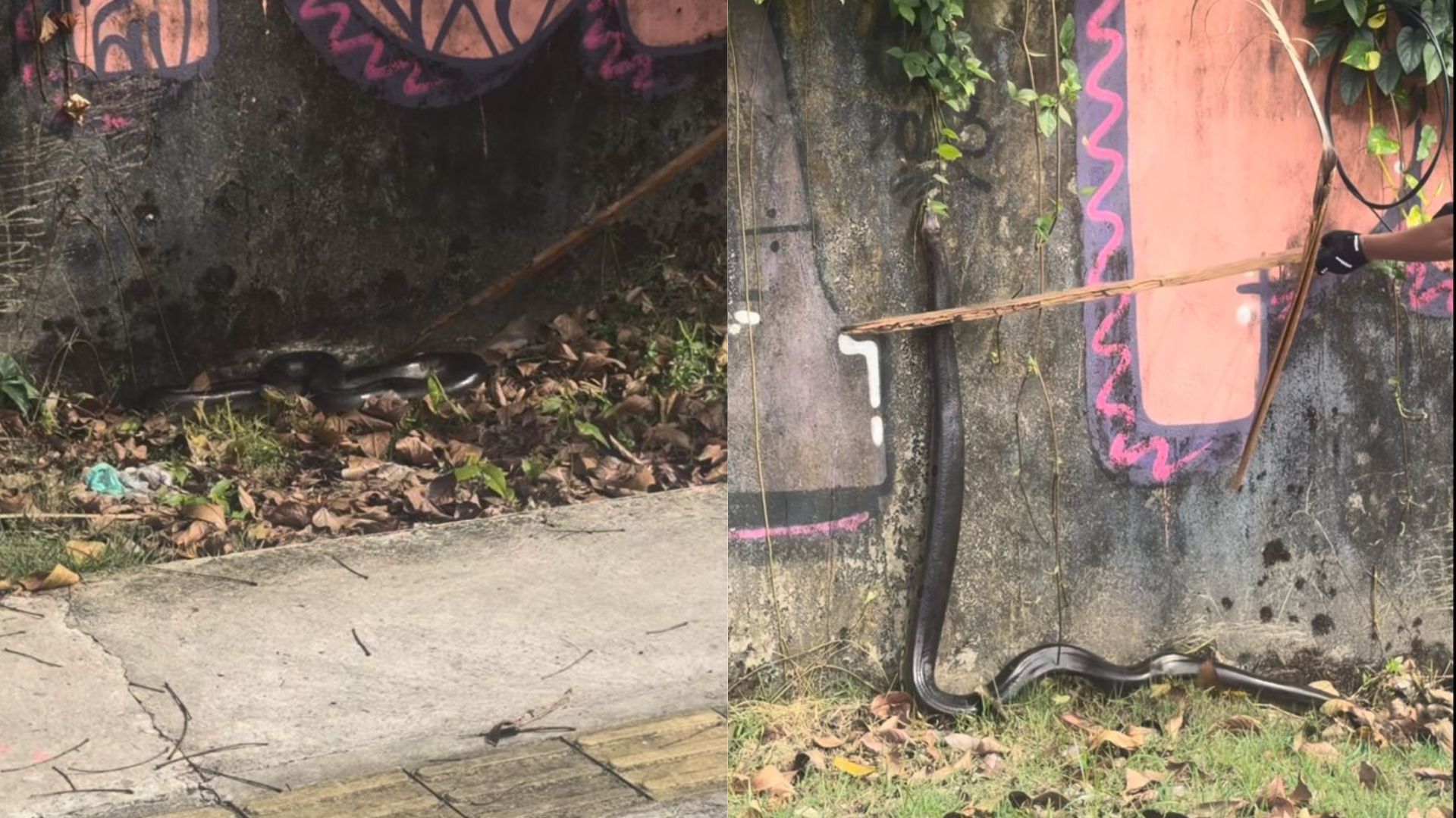 Imagem - Ciclista encontra sucuri em área de mata da Marinha, em Belém