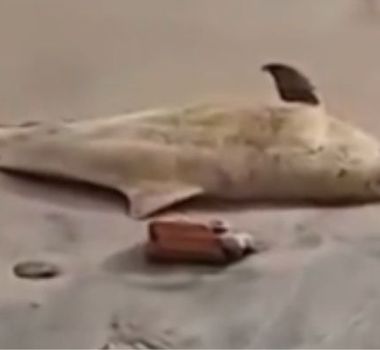 Imagem - Golfinho é encontrado morto em praia do Paraíso, em Mosqueiro