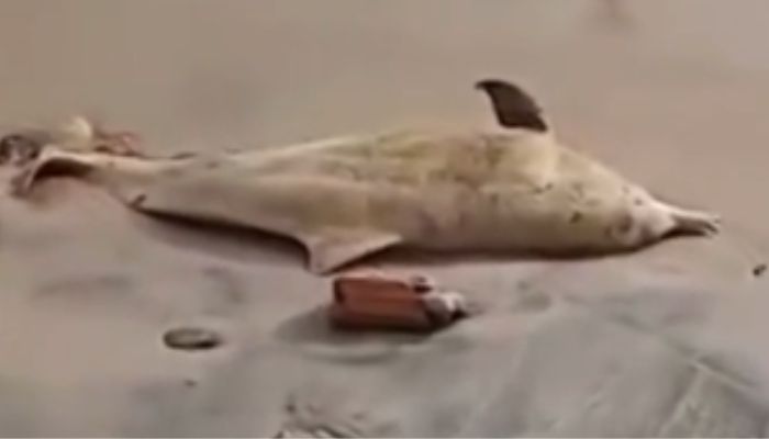 Golfinho é encontrado morto em praia do Paraíso, em Mosqueiro