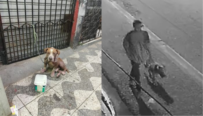 Pitbull encontrado preso por fio em frente a conveniência gera denúncia de maus-tratos em Belém