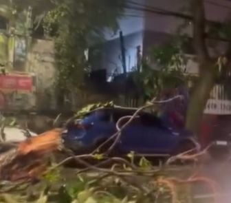 Imagem - Árvore cai na Avenida Magalhães Barata e interdita via em Belém