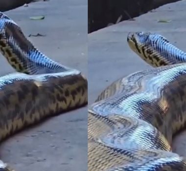 Imagem - Vídeo: Sucuri-amarela gigante aparece rastejando em frente a um hotel no Mato Grosso