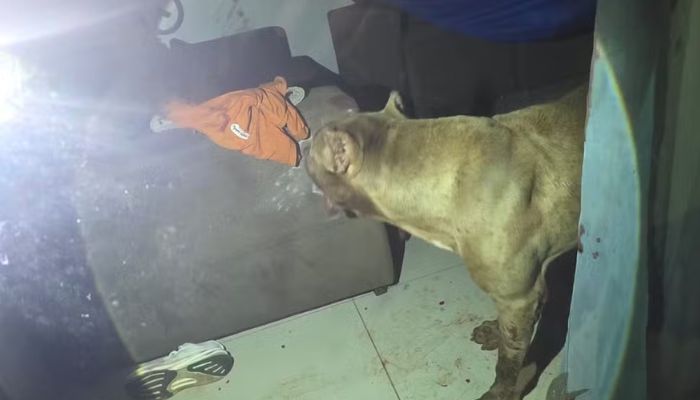 Menino autista fica gravemente ferido após ataque de pitbull em Santarém