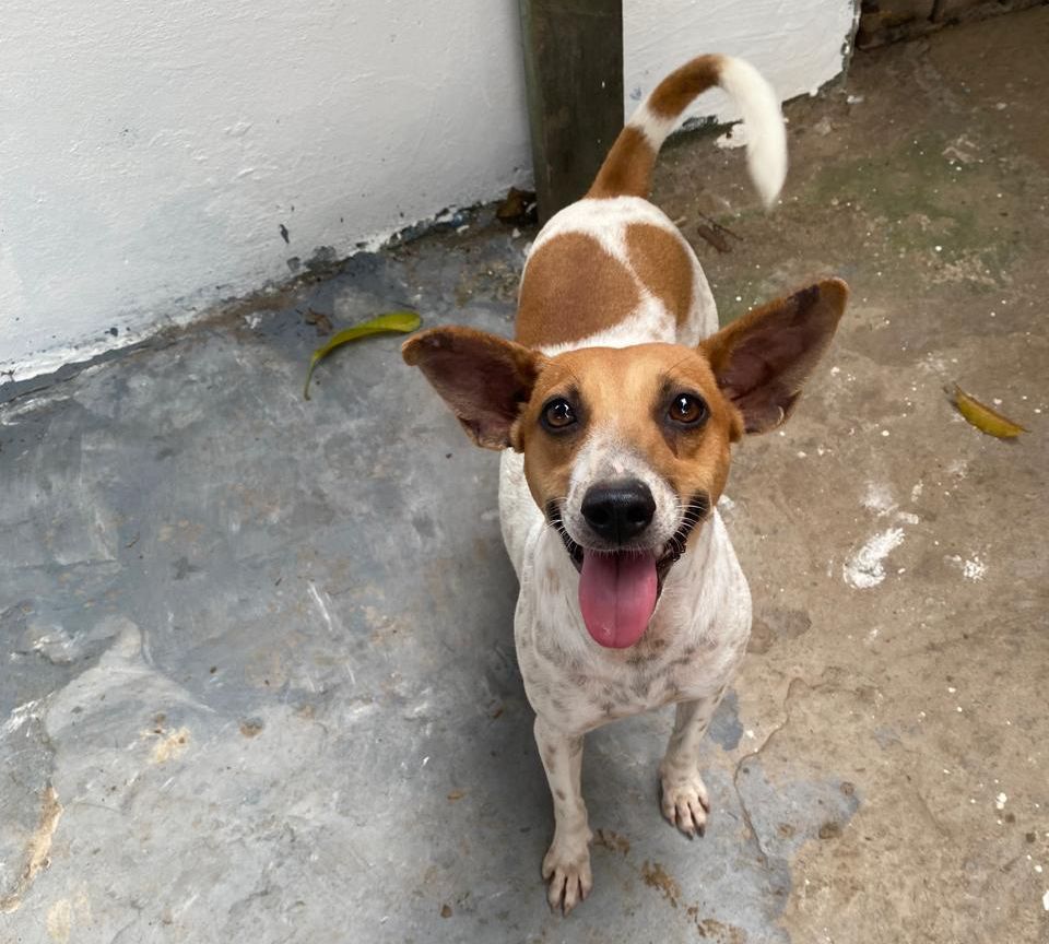 Shopping em Ananindeua promove feira de adoção e ações em defesa dos animais