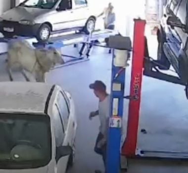 Imagem - Boi invade oficina após escapar de acidente com carreta, em Minas Gerais