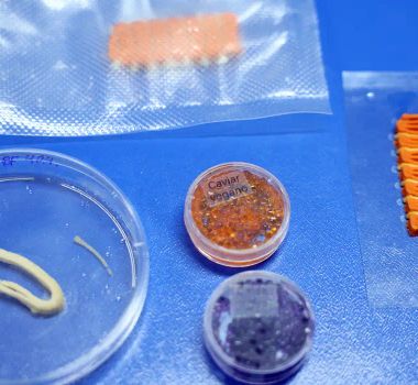 Imagem - Embrapa produz em laboratório salmão, caviar e anéis de lula veganos