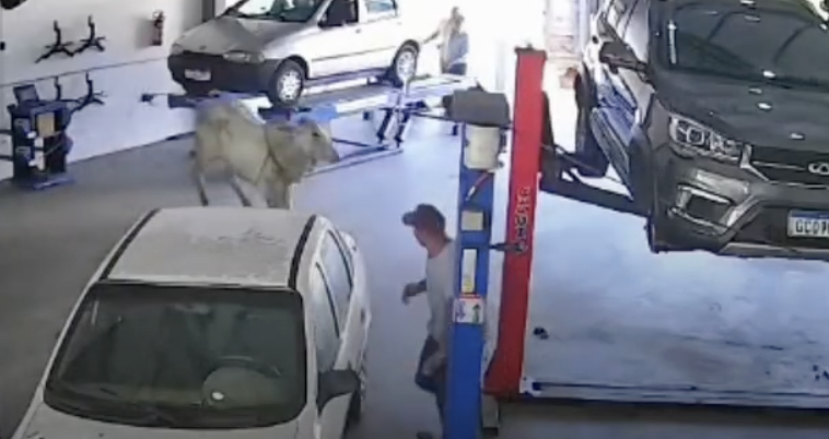 Animal circulou pelo estabelecimento, avançou na direção de pessoas e foi capturado sem deixar feridos.