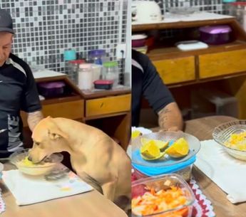 Imagem - Cachorro viraliza nas redes ao aparecer almoçando à mesa com tutor