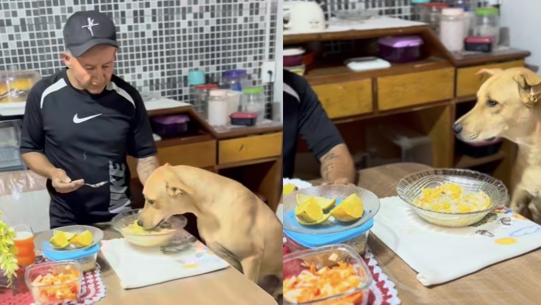Cachorro viraliza nas redes ao aparecer almoçando à mesa com tutor