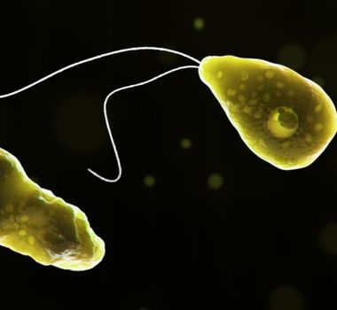 Imagem - Aquecimento global favorece avanço de ameba "comedora de cérebro", alertam pesquisadores