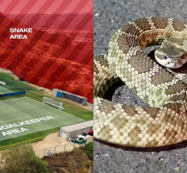 Imagem - Cobras próximas ao CT viram preocupação inusitada da Suíça antes da Copa do Mundo