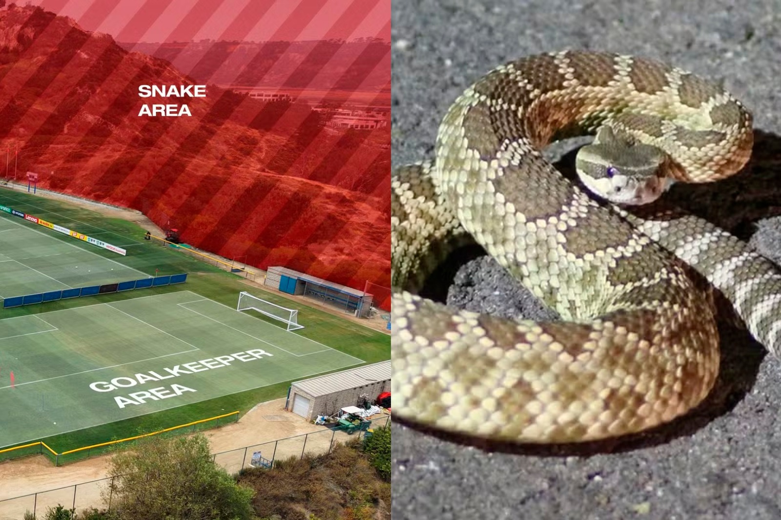 CT da Suíça é cercado por áreas de habitats naturais de cobras - 
