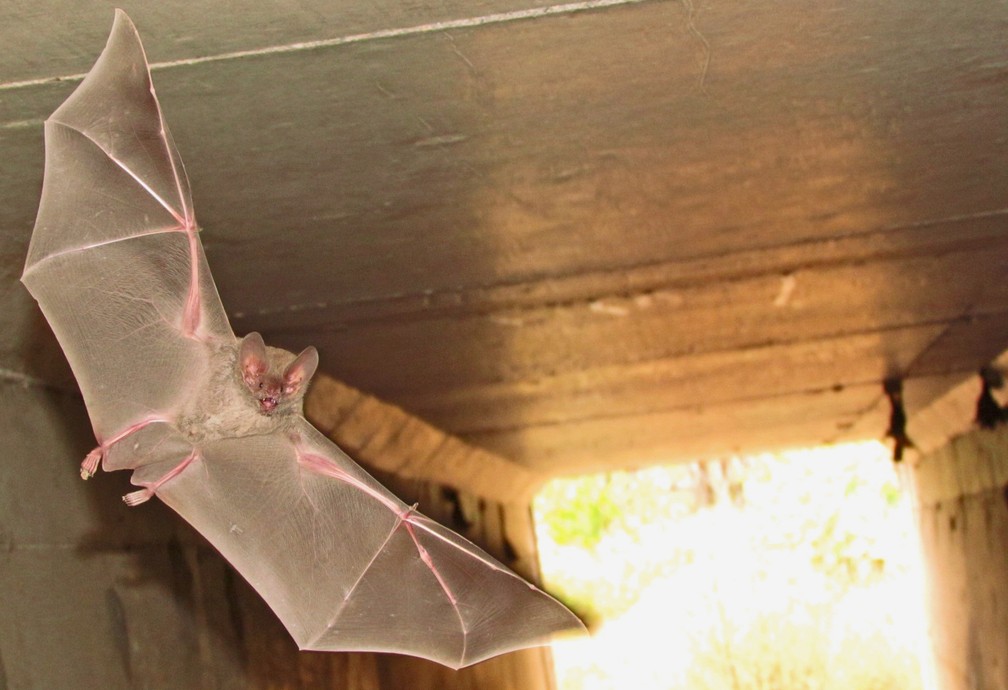 Os morcegos podem transmitir vírus, fungos e bactérias altamente perigosos para humanos e outros animais.