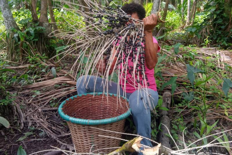 Manipulador artesanal de açaí o profissional que atua em todas as etapas do processo, da colheita e seleção à lavagem, extração da polpa e preparo da bebida, 