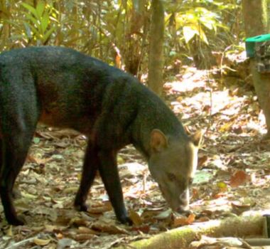 Imagem - Cachorro-fantasma da Amazônia é registrado mais de 4 mil vezes em estudo inédito