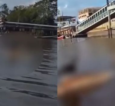 Imagem - Pescadores encontram boto em avançado estado de decomposição no rio Mucuruçá, em Barcarena