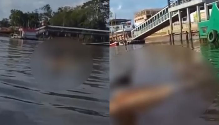 Pescadores encontram boto em avançado estado de decomposição no rio Mucuruçá, em Barcarena