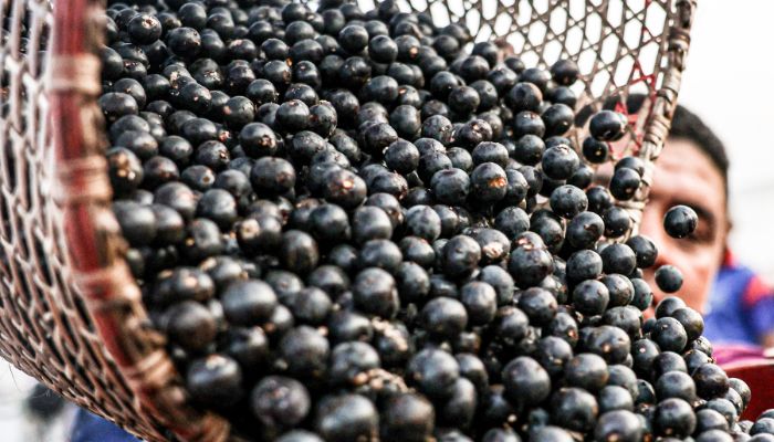 Preço do açaí recua em Belém pela primeira vez em 2026, aponta levantamento