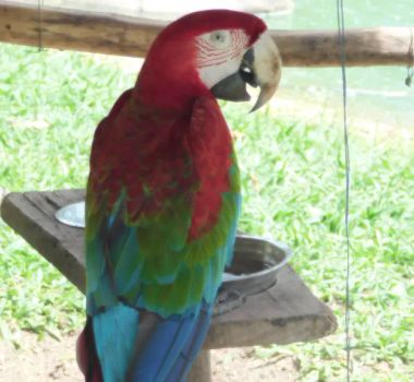 Imagem - Animais do Parque Mangal das Garças participam de programação junina na sexta-feira (19)