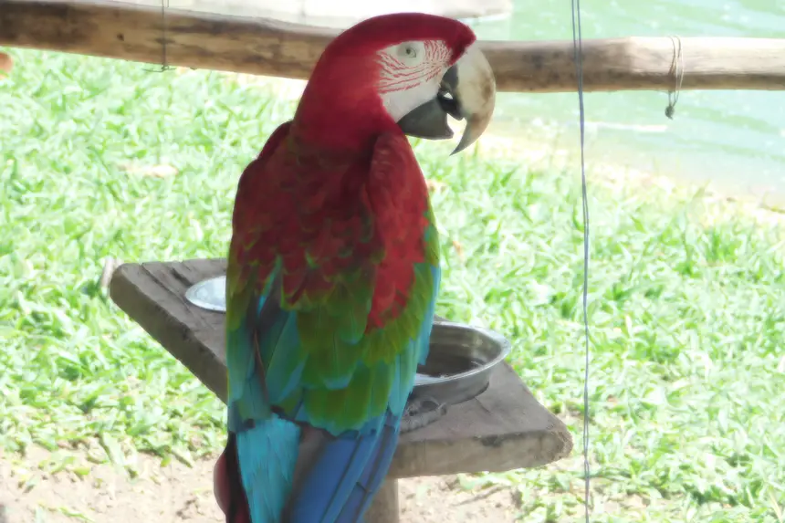 Imagem - Animais do Parque Mangal das Garças participam de programação junina na sexta-feira (19)