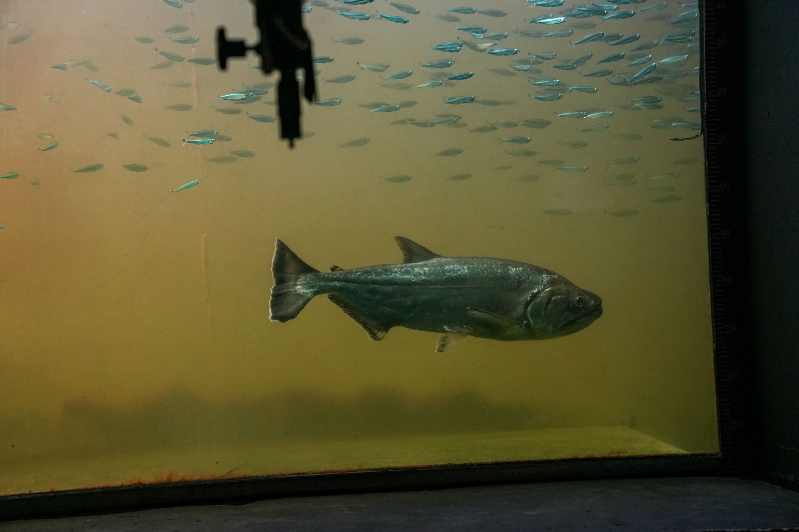 Peixe visto da janela de monitoramento do Sistema de Transposição de Peixes (STP) em Pimental.