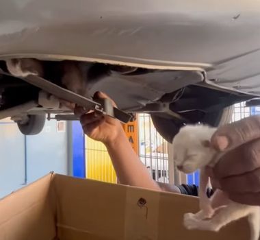 Imagem - Dono leva carro à mecânica por barulho estranho e descobre ninhada de gatinhos escondida no motor