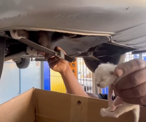 Imagem - Dono leva carro à mecânica por barulho estranho e descobre ninhada de gatinhos escondida no motor