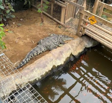 Imagem - Homem é preso após menino cair em recinto de crocodilos em zoológico, na Inglaterra